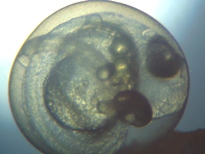 fig.b06 ����U����