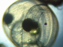 fig.b07 ����V����