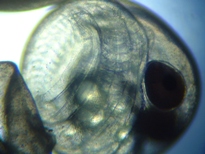 fig.b08 ����W����