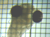 fig.b09 ����X����