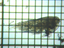 fig.01 �P���~�W���R��