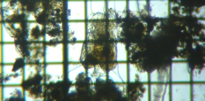 fig.04 �c�{�����V