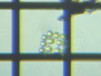 fig.05 �S�j�E����