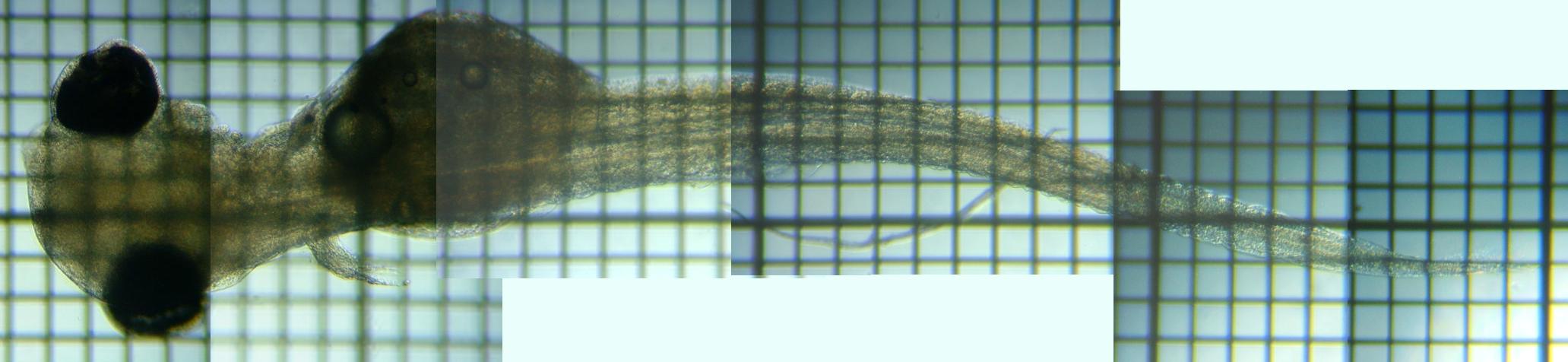 �w�ʂ�茩��
�ӏo����̃��J�T�M�e��