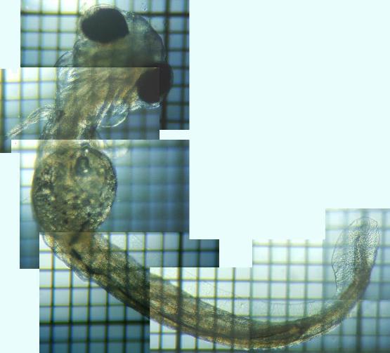 �ӏo����̃��J�T�M�e��