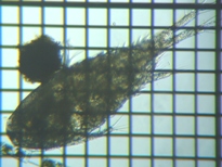 fig.01 �P���~�W���R��