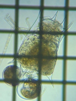 fig.05 �c�{�����V