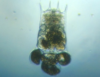 fig.06 �c�{�����V