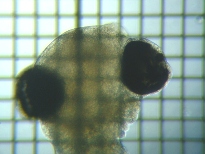 fig.07 ���J�T�M�e��a