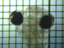 fig.08 ���J�T�M�e��b