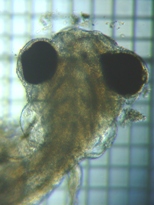 fig.09 ���J�T�M�e��c