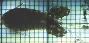 fig.01 �P���~�W���R��