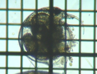 fig.02 �]�E�~�W���R