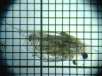 fig.03 �n���i�K�~�W���R�i�듪�j