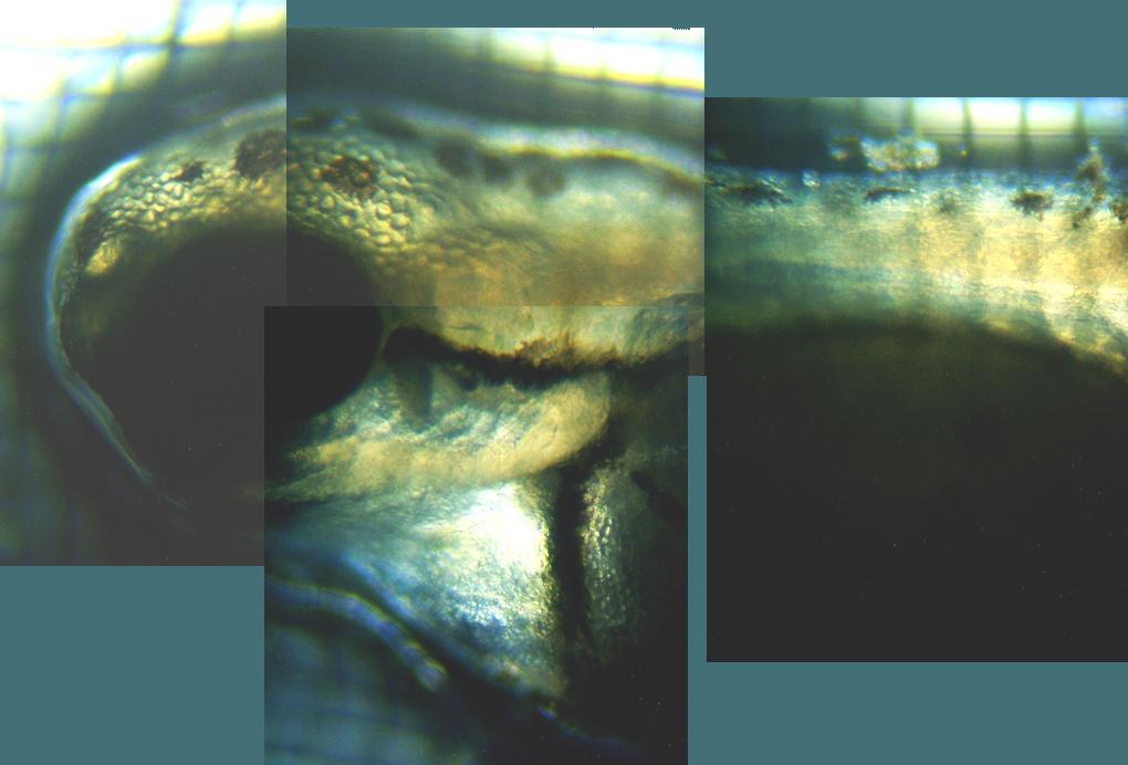 fig.01 �z�������R�ӏo�����e���̓���