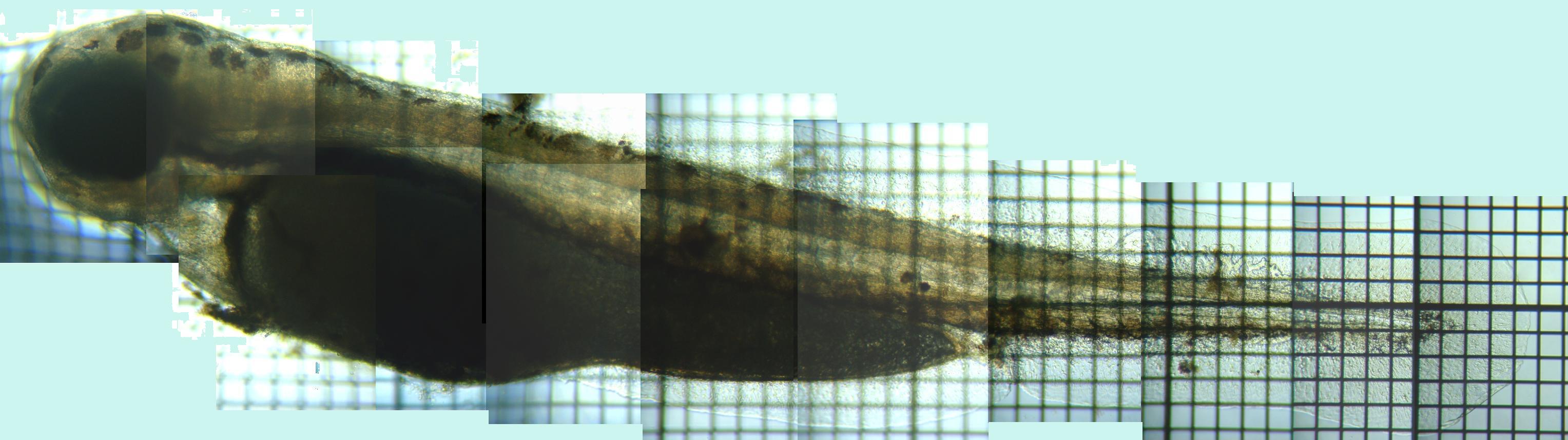 fig.01 �ӏo�����̃z�������R�e��