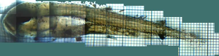 fig.01 �T�R�΂̃I�I�N�`�o�X����e��
click here to enlarge