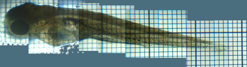 fig.02 ���c�S�O���e��
click here to enlarge