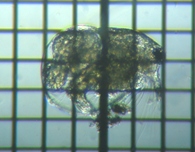 fig.01 �]�E�~�W���R