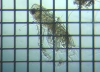 fig.02 �I�i�K�~�W���R�i���X���j