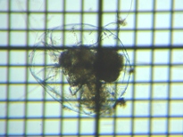 fig.03 �t�N�������V