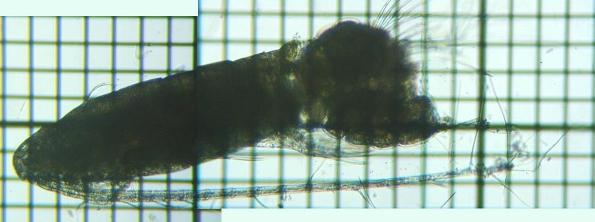 fig.04 �q�Q�i�K�P���~�W���R