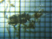 fig.01 �P���~�W���R��