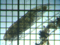 fig.02 �q�Q�i�K�P���~�W���R