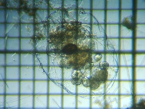 fig.05 �t�N�������V