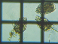 fig.06 �e�}�������V