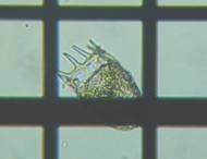 fig.07 �J���m�R�E�����V�i�ψٌ^�j