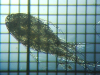 fig.01 �P���~�W���R��