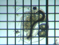 fig.02 �]�E�~�W���R