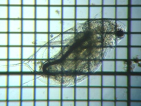 fig.03 �n���i�K�~�W���R�i�ۓ��j