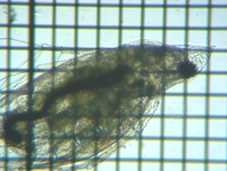 fig.04 �n���i�K�~�W���R�i�듪�j