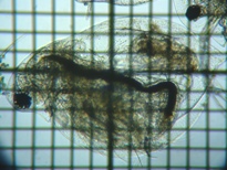 fig.06 �_�t�j�A