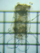 fig.08 �c�{�����V��