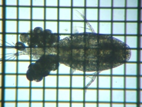 fig.01 �P���~�W���R��