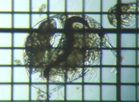 fig.02 �]�E�~�W���R