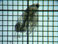 fig.03 �n���i�K�~�W���R�i�ۓ��j