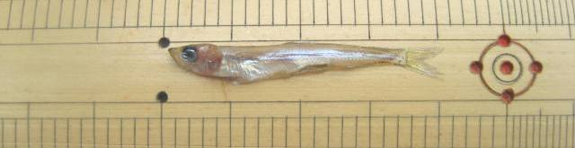 fig.01 ���J�T�M�t��