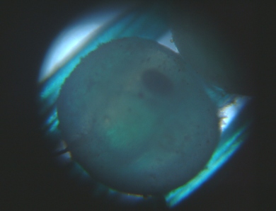 fig.06 ���ᗑ�i�������ʐ^�j