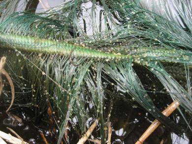 fig.11 �e���̎Y����