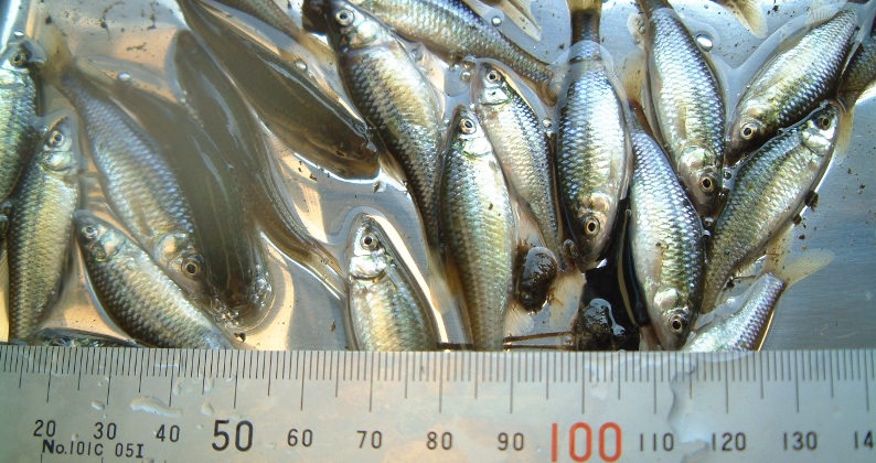 fig.13 �z�������R�e���̌v��