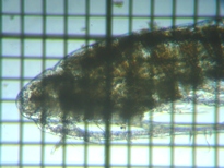 fig.01 �q�Q�i�K�P���~�W���R