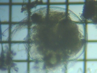 fig.02 �]�E�~�W���R