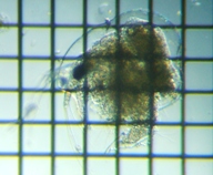 fig.04 �^�}�~�W���R��