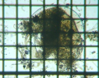 fig.01 �]�E�~�W���R