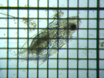 fig.03 �I�I�A�^�}�~�W���R�i���X���j