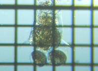 fig.04 �c�{�����V